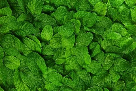 تصویر 4 از نرخ روز سبزی نعنا خشک صادراتی + خرید مطمئن